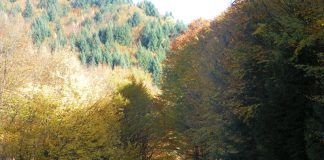 DIN NOU PRIN PARCURILE NAŢIONALE DE PE JIUL DE SUS