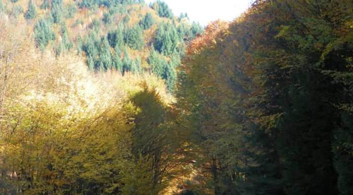 DIN NOU PRIN PARCURILE NAŢIONALE DE PE JIUL DE SUS