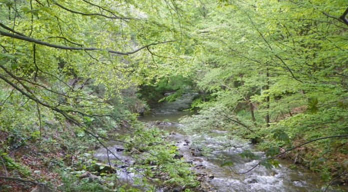 Din nou spre Bordul Dobriţei Gorjene