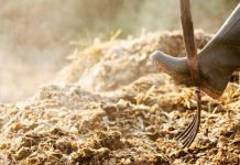 Agricultura pe înțelesul tuturor – Gunoiul de grajd – o comoară a fermierilor