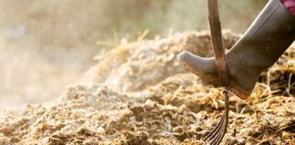 Agricultura pe înțelesul tuturor – Gunoiul de grajd – o comoară a fermierilor