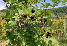 Murele, mai puțin profitabile față de alți ani