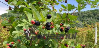 Murele, mai puțin profitabile față de alți ani