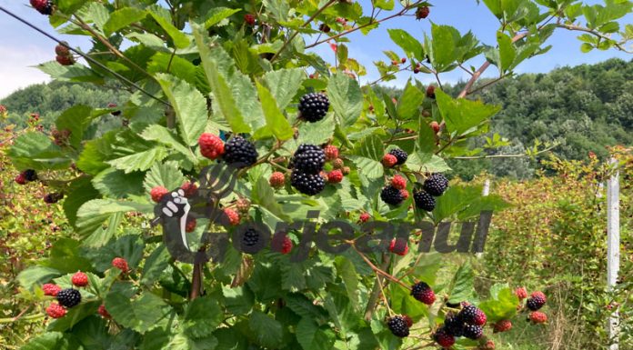 Murele, mai puțin profitabile față de alți ani