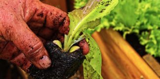 Agricultura pe înțelesul tuturor – Atenție fermieri, nu totdeauna ce semănați – aceea culegeți!
