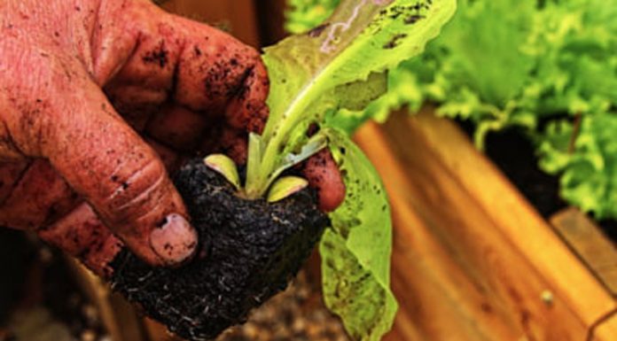 Agricultura pe înțelesul tuturor – Atenție fermieri, nu totdeauna ce semănați – aceea culegeți!