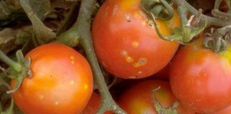 Agricultura pe înțelesul tuturor – Bolile tomatelor