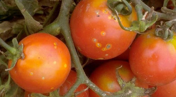 Agricultura pe înțelesul tuturor – Bolile tomatelor