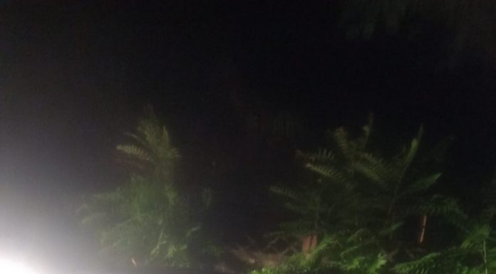 Targu Jiu, cartier 9 Mai, FOTO: Luneta unei mașini, străpunsă de un copac