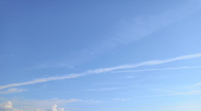 Nucii de la Bârsești au fost tăiați! ”Vor fi betoane în locul lor. Ne merităm soarta!”