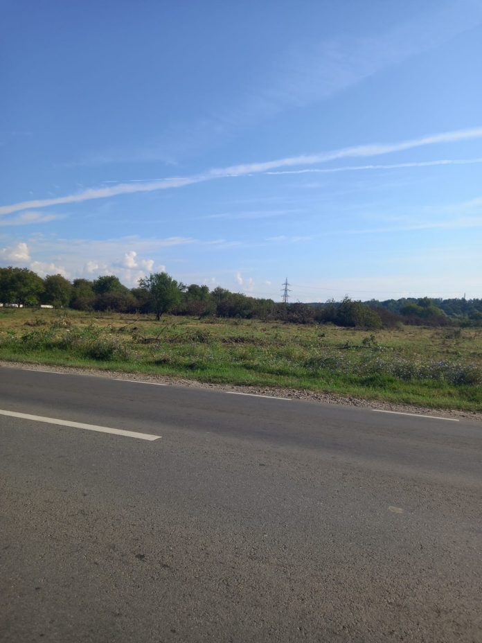 Nucii de la Bârsești au fost tăiați! ”Vor fi betoane în locul lor. Ne merităm soarta!”