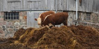 Agricultura pe înțelesul tuturor – Gunoiul de grajd – o comoară a fermierilor (1)