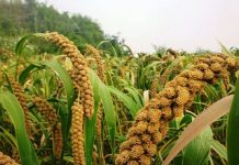 Agricultura pe înțelesul tuturor – Meiul, regele cerealelor, marginalizat pe nedrept