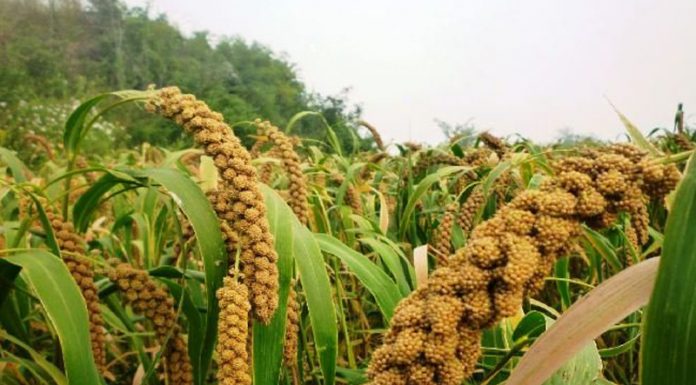 Agricultura pe înțelesul tuturor – Meiul, regele cerealelor, marginalizat pe nedrept