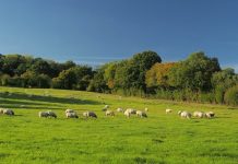 A încasat ilegal, ani la rând, subvenții APIA