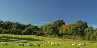 A încasat ilegal, ani la rând, subvenții APIA