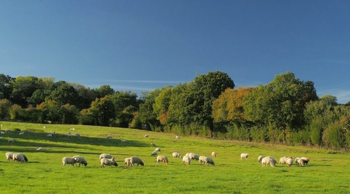 A încasat ilegal, ani la rând, subvenții APIA