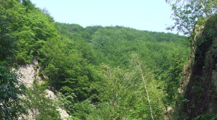 STS: Sute de apeluri la 112 de la cei aflați în vacanță