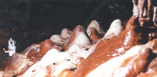 Din nou călător prin Lumea de Piatră a Carstului Gorjean (2)