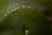 VIDEO: Rețeta săptămânii – Fabiskitchen: Sos Pesto de Busuioc