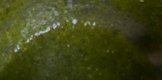 VIDEO: Rețeta săptămânii – Fabiskitchen: Sos Pesto de Busuioc