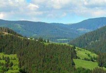 Obștea Peștișani, în topul celor mai mari proprietari de păduri din România