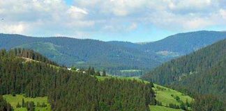 Obștea Peștișani, în topul celor mai mari proprietari de păduri din România