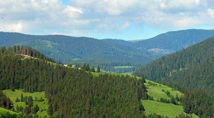 Obștea Peștișani, în topul celor mai mari proprietari de păduri din România