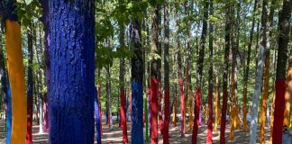 Arborii din Pădurea Colorată au fost revopsiți! Primarul Filip a fost voluntar la pensulă!