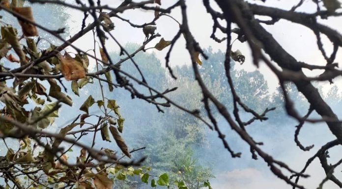 Incendiu de vegetație la Drăguțești