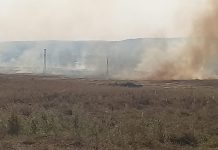 VIDEO, Târgu Jiu: Incendiu de vegetație