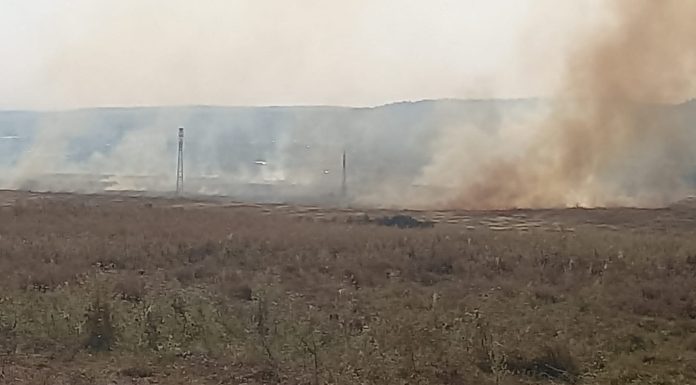 VIDEO, Târgu Jiu: Incendiu de vegetație