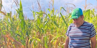 VIDEO: „Tun” pentru îndepărtarea mistreților! Pagube uriașe!