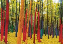 E nevoie urgentă de voluntari pentru revopsirea pădurii colorate!