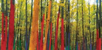 E nevoie urgentă de voluntari pentru revopsirea pădurii colorate!