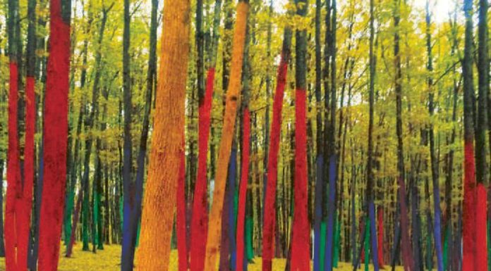 E nevoie urgentă de voluntari pentru revopsirea pădurii colorate!