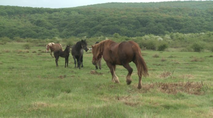 Reținuți pentru furt de cai