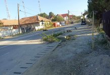 Zeci de câini fără stăpân, lăsați liberi pe străzile din Bâlteni! Un copil și o persoană aflată în scaun cu rotile, atacați!