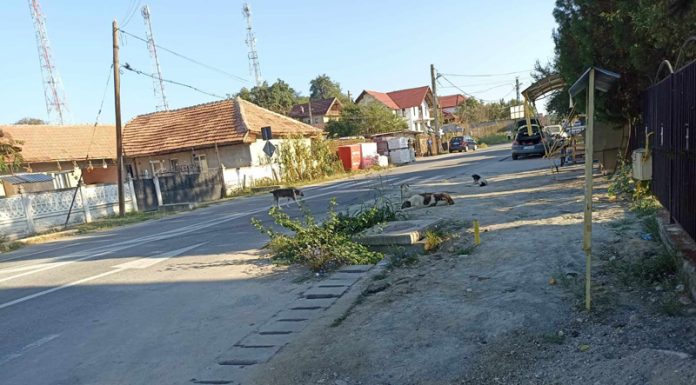 Zeci de câini fără stăpân, lăsați liberi pe străzile din Bâlteni! Un copil și o persoană aflată în scaun cu rotile, atacați!