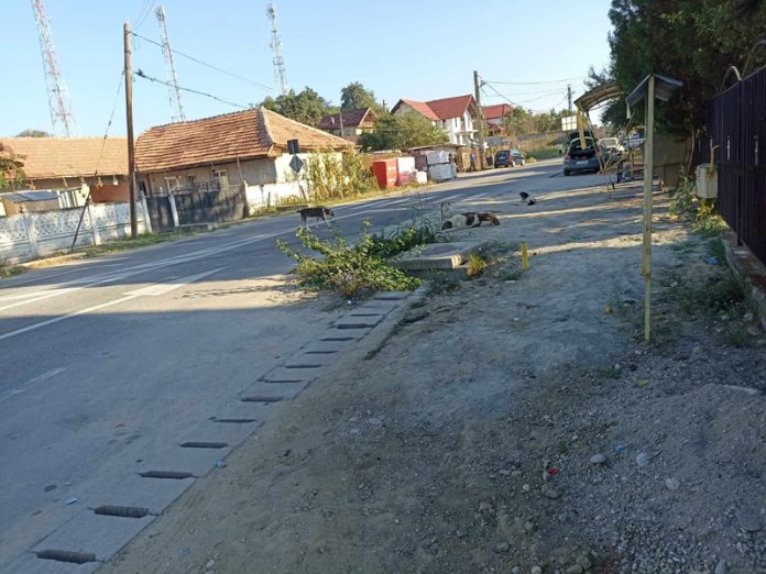 Zeci de câini fără stăpân, lăsați liberi pe străzile din Bâlteni! Un copil și o persoană aflată în scaun cu rotile, atacați!