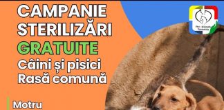 Astăzi, acțiune gratuită de sterilizare a patrupedelor, la Motru