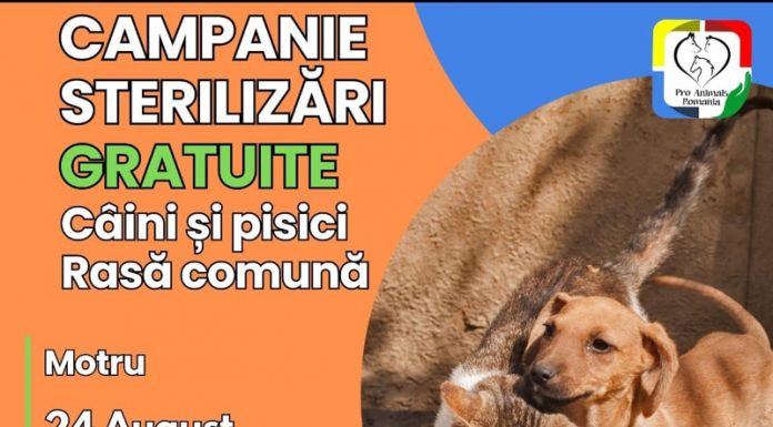 Astăzi, acțiune gratuită de sterilizare a patrupedelor, la Motru