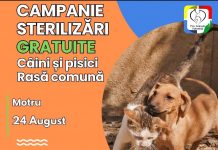 Mâine, campanie de sterilizare a patrupedelor, la Motru
