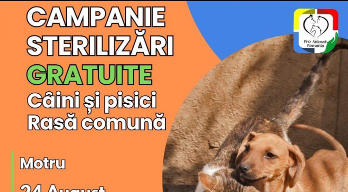 Mâine, campanie de sterilizare a patrupedelor, la Motru