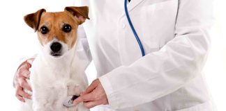 Servicii veterinare de peste 5,2 milioane de lei, scoase la licitație în mai multe localități din Gorj