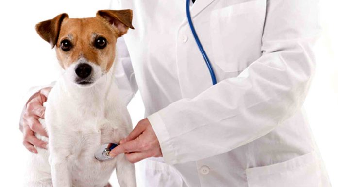 Servicii veterinare de peste 5,2 milioane de lei, scoase la licitație în mai multe localități din Gorj