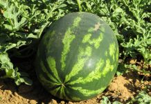 Pepeni cu Metomil – Alertă europeană, ”incident grav”