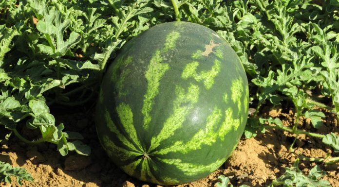 Pepeni cu Metomil – Alertă europeană, ”incident grav”