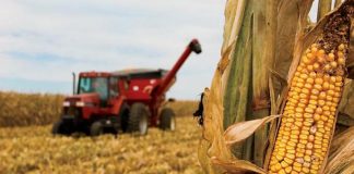 Agricultura pe înțelesul tuturor – Recoltarea corectă a porumbului