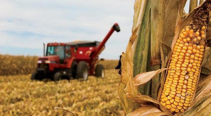Agricultura pe înțelesul tuturor – Recoltarea corectă a porumbului